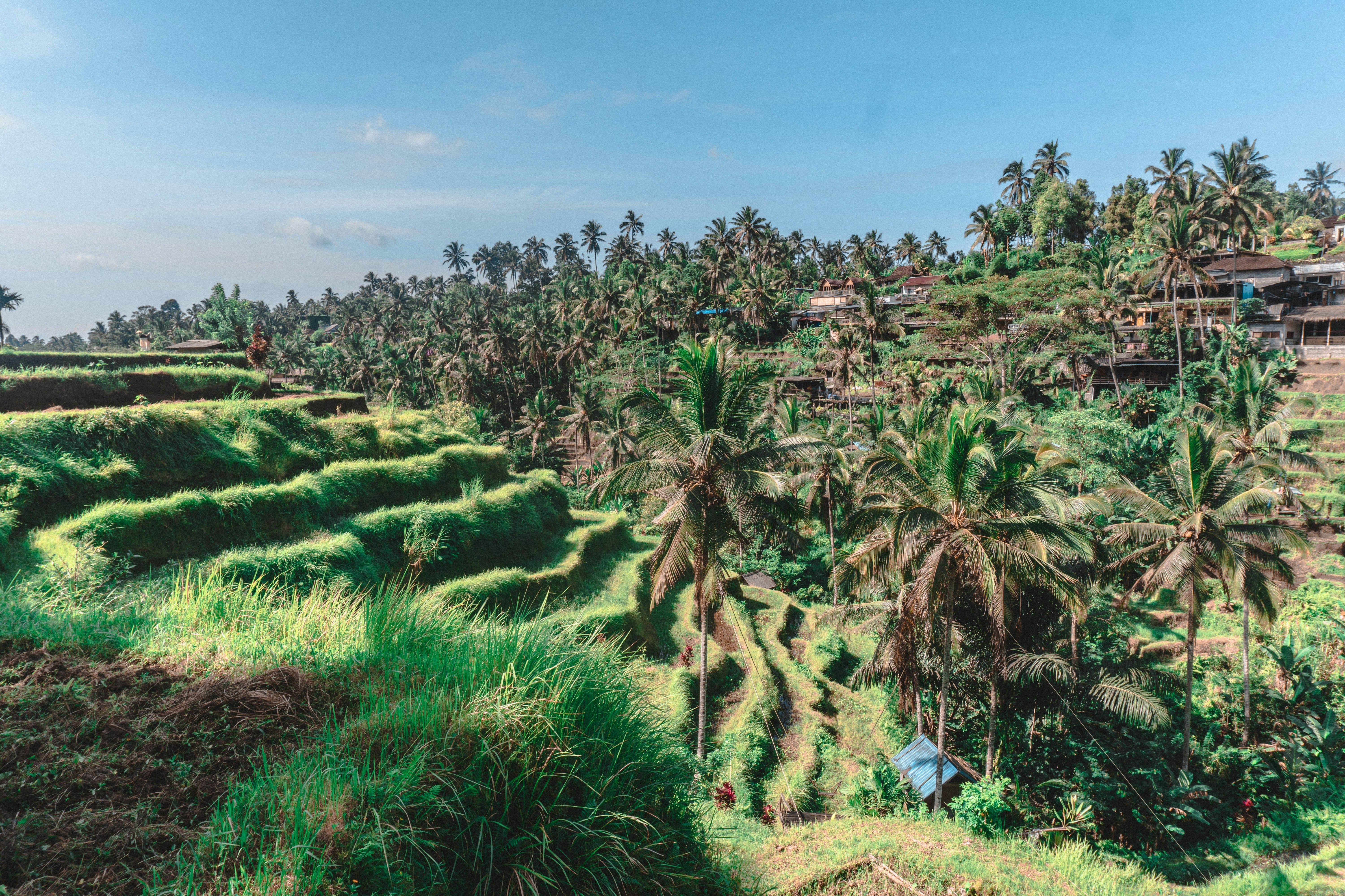 Ubud photo